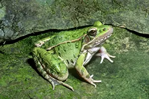 Indiana: Northern Leopard Frog