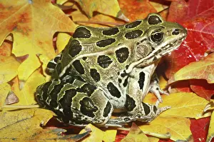 Pipiens: Northern Leopard Frog