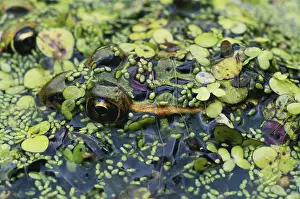 Duckweed: Northern Leopard Frog