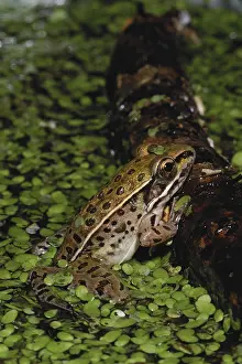 Pipiens: Northern Leopard Frog
