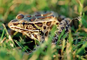 Pipiens: Northern Leopard Frog