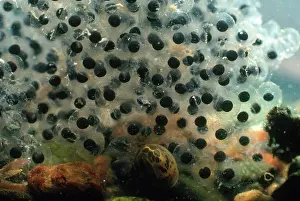 Pipiens: Northern Leopard Frog Eggs