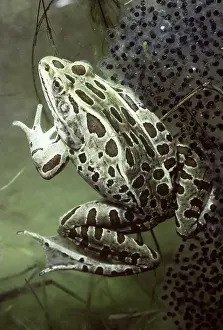 Pipiens: Northern Leopard Frog (Rana pipiens)