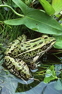 Pipiens: Northern Leopard Frog (Rana pipiens)