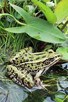 Ranidae: Northern Leopard Frog (Rana pipiens)