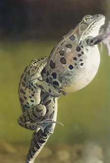 Pipiens: Northern Leopard Frogs
