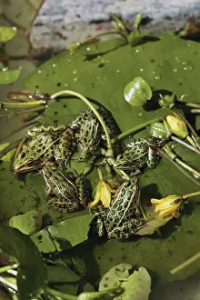 Invader: Northern Leopard Frogs