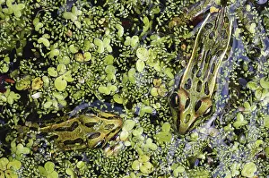 Duckweed: Northern Leopard Frogs