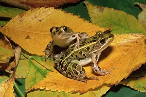 Pipiens: Northern Leopard Frogs