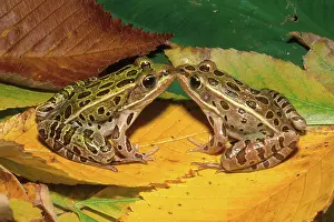 Pipiens: Northern Leopard Frogs