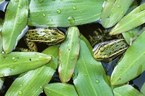 Pipiens: Northern Leopard Frogs (Rana pipiens)
