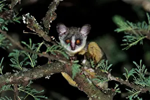 Bushbaby: Northern Lesser Galago / Kenya Lesser Galago / Senegal
