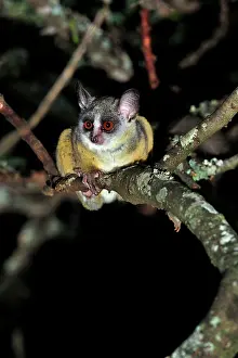 Bushbaby: Northern Lesser Galago / Kenya Lesser Galago / Senegal