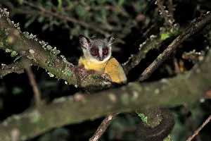 Bushbaby: Northern Lesser Galago / Kenya Lesser Galago / Senegal