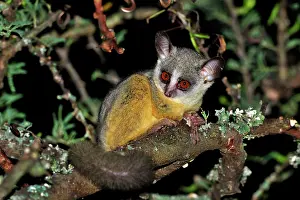 Bushbaby: Northern Lesser Galago / Kenya Lesser Galago / Senegal