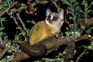 Bushbaby: Northern Lesser Galago / Kenya Lesser Galago / Senegal