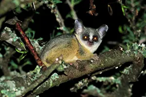 Bushbaby: Northern Lesser Galago / Kenya Lesser Galago / Senegal