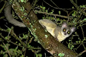 Galago: Northern Lesser Galago - at night on acacia branch