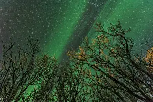 Vesteralen: Northern Lights / Aurora Borealis with trees