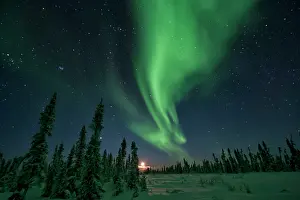 Peter Mather: Northern Lights Black Spruce Boreal Forest, Eagle