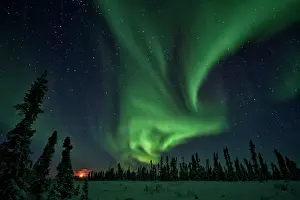 Peter Mather: Northern Lights Black Spruce Boreal Forest, Eagle