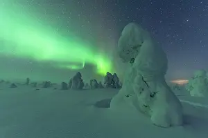 Finnish: Northern Lights over Snowed-in Trees, Winter Lan