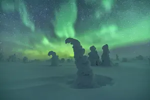 Finnish: Northern Lights over Snowed-in Trees, Winter Lan