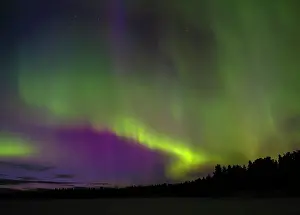 Spruce: Northern lights during winter near Kayla in Finnish Lapland
