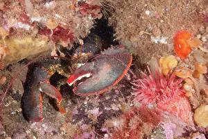 Shellfish: Northern Lobster