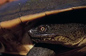 Rugosa: Northern Long-necked Turtle