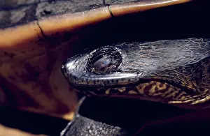 Rugosa: Northern Long-necked Turtle