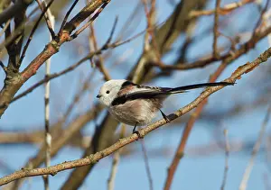 Aegithalos: Northern Long-tailed Tit - (all white head) vagrant