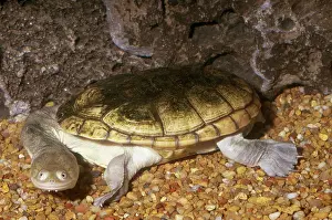Rugosa: Northern Longneck Turtle