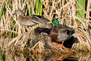 Mallards: Northern Mallard (A. platyrhynchos) Drake and Hen