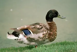 Eclipse: Northern Mallard - male - entering eclipse plummage