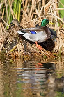 Mallards: Northern Mallard Pair