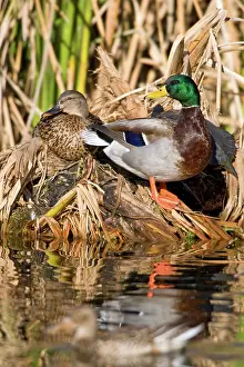 Mallards: Northern Mallard Pair