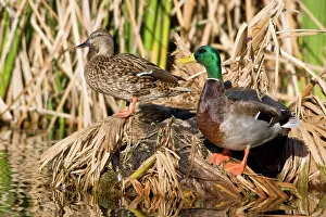Mallards: Northern Mallard Pair