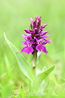 Dactylorhiza: Northern Marsh Orchid
