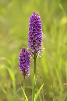 Dactylorhiza: Northern Marsh Orchid
