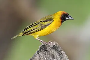 Masked: Northern Masked-Weaver (Ploceus taeniopterus) male