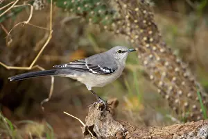 Mimus: Northern Mockingbird