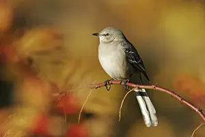 Mimus: Northern Mockingbird