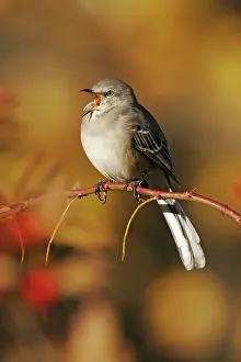 Mimus: Northern Mockingbird