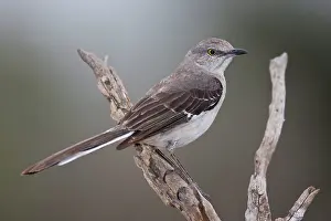 Mimus: Northern Mockingbird