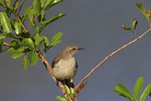 Mimus: Northern Mockingbird