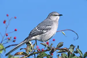 Tennessee: Northern Mockingbird