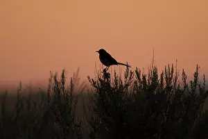 Mimus: Northern Mockingbird