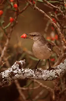 Dispersal: NORTHERN MOCKINGBIRD - with berry