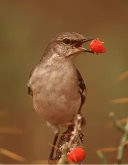 Mockingbirds: Northern Mockingbird - with berry in beak
